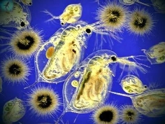 Картинки по запросу "картинка планктона"